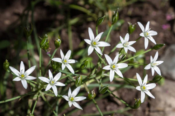 Uma Flor Edelweiss Crescendo Alto Das Montanhas — Fotografia de Stock