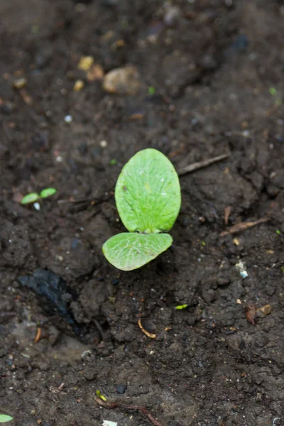 Baklagiller topraktan filiz
