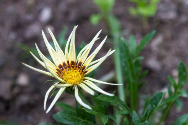 Belle Fleur Comme Camomille Début Printemps — Photo