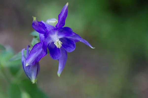 Campana Azul Flor Jardín Primavera —  Fotos de Stock