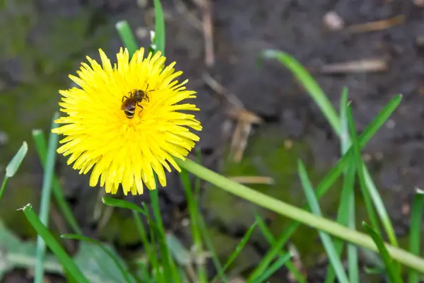 Abeille Recueille Nectar Fleur Pissenlit — Photo