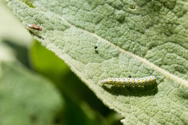 Piękne Kolorowe Firmy Caterpillar Beetle Zielony Liść — Zdjęcie stockowe