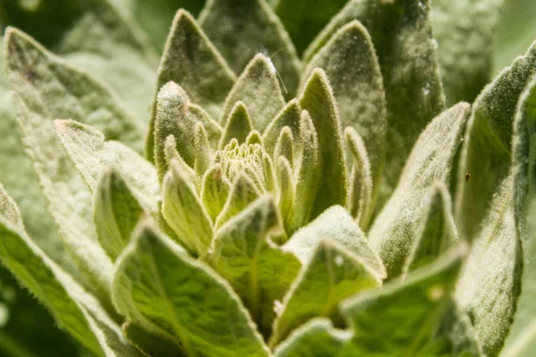 Yeşil bitki bir lily formun