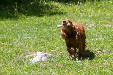 İspanyol doğada oynarken bir sopa taşıyor