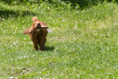 Komik komik İspanyol dişlerini yeşil çimenlerin üzerinde çalışan bir sopa ile