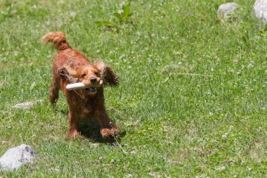 Dişlerini yeşil çimenlerin üzerinde bir sopayla komik spaniel