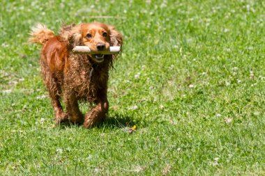 Dişlerini bastonla genç yavru horoz İspanyol çalışır