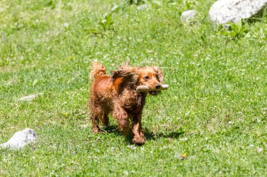 Yavru horoz İspanyol çim dişlerini bir sopa ile birlikte çalışır