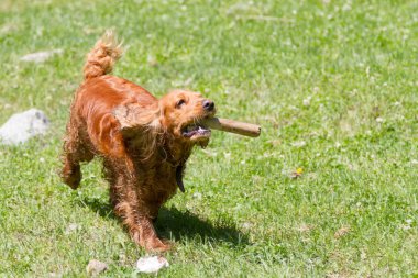 Çim çalışan bir sopayla komik spaniel