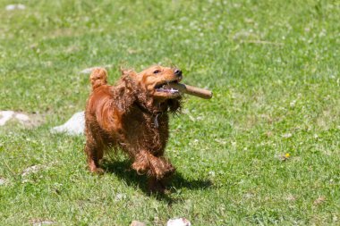 Dişlerini bir sopa ile yavru horoz İspanyol