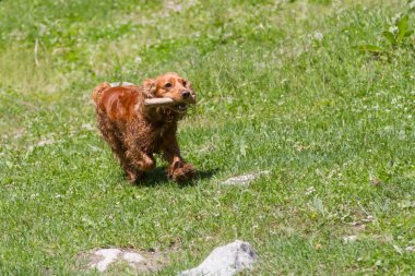 Çimenlerin üzerinde bir sopayla oynayan genç cocker spaniel