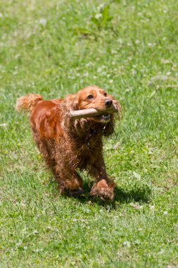 Cocker spaniel alanında bir sopa ile oynarken