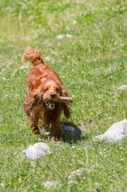Yavru horoz İspanyol ağzında bir sopa ile çalışır