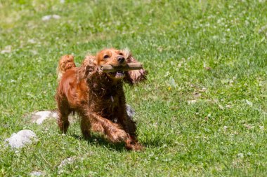 Bir İspanyol bir sopayla yeşil çimenlerin üzerinde çalışır.