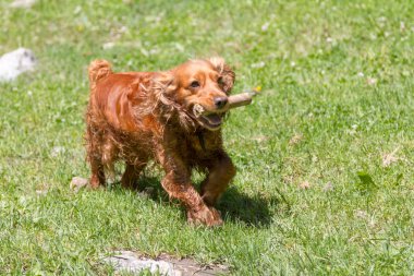 Yeşil çim çalışan bir sopayla yavru