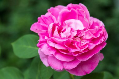 Bush yakın çekim çekim güzel gül çiçek