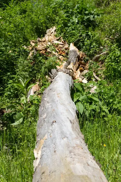 Alter Trockener Baum Der Vom Starken Wind Ins Gras Gefallen — Stockfoto