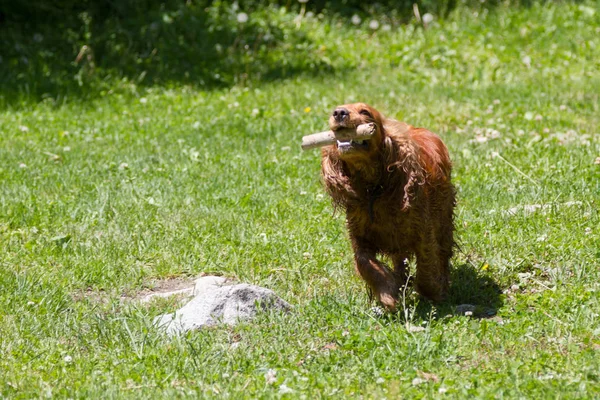 İspanyol doğada oynarken bir sopa taşıyor