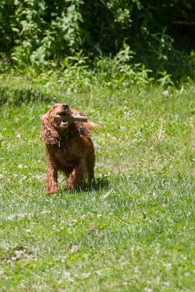 Doğada oynarken bir sopa İspanyol yakalar