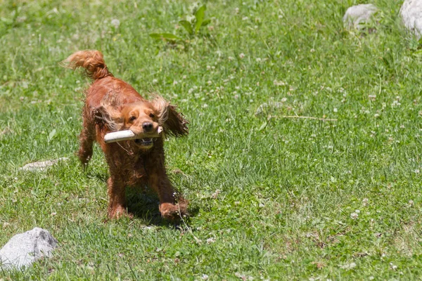 Dişlerini yeşil çimenlerin üzerinde bir sopayla komik spaniel