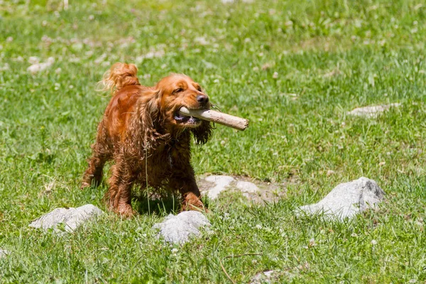 Sokakta bir sopayla oynayan genç cocker spaniel