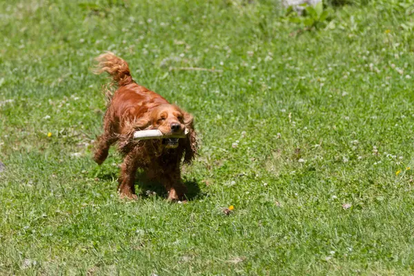 Dişlerini yeşil çimenlerin üzerinde bir sopayla komik spaniel