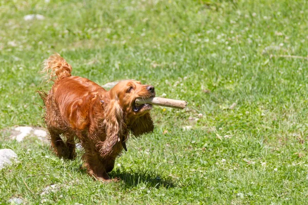 Alanında bir sopayla komik yavru horoz İspanyol