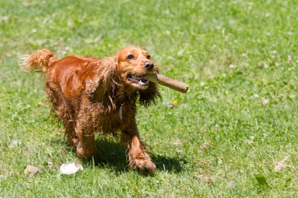 Yeşil çimenlerin üzerinde bir sopayla Spaniel