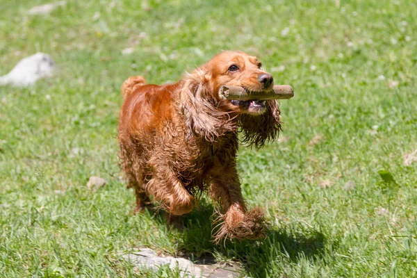 Cocker Med Pinne Munnen Det Gröna Gräset — Stockfoto