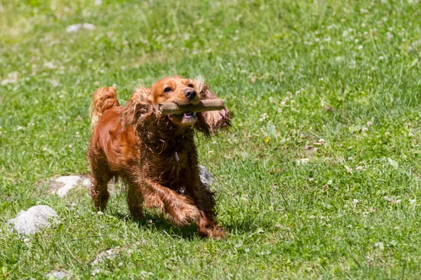 Bir İspanyol bir sopayla yeşil çimenlerin üzerinde çalışır.