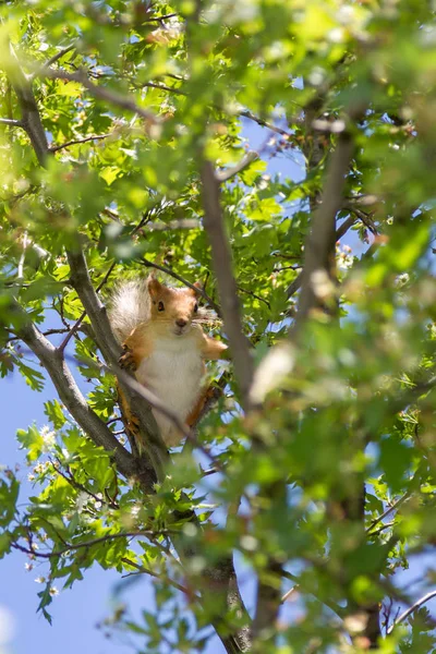 Eekhoorn Zit Een Boom Onder Het Groene Gebladerte — Stockfoto