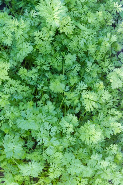 Hojas Zanahoria Verde Muy Densamente Plantadas Jardín —  Fotos de Stock