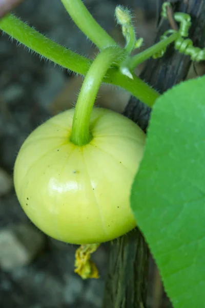 Fruit Small Pumpkin Branch — Stock Photo, Image