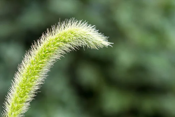 Rodzaj Roślin Jednorocznych Rodziny Zbóż Lub Ornate — Zdjęcie stockowe