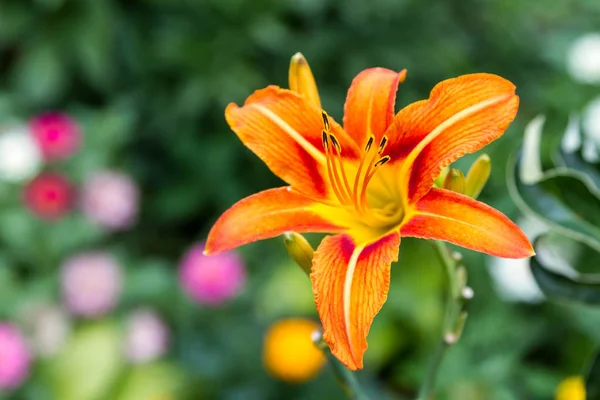 Yeşillik bir arka plan üzerinde bir kaplan zambak çiçeği