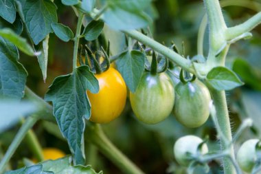 Sarı kiraz domates dal olgunlaşma
