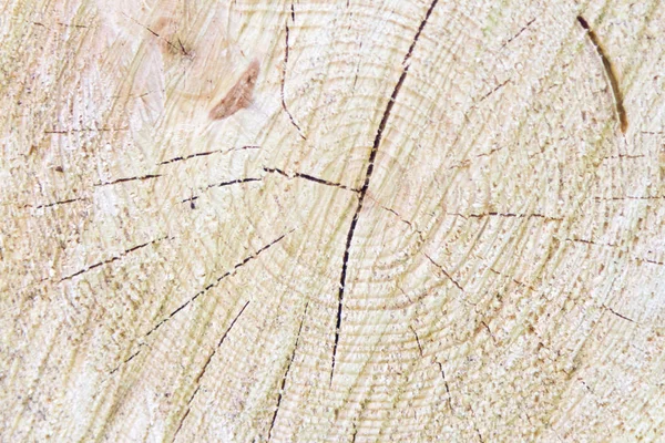 锯木树干上的戒指和裂缝 — 图库照片