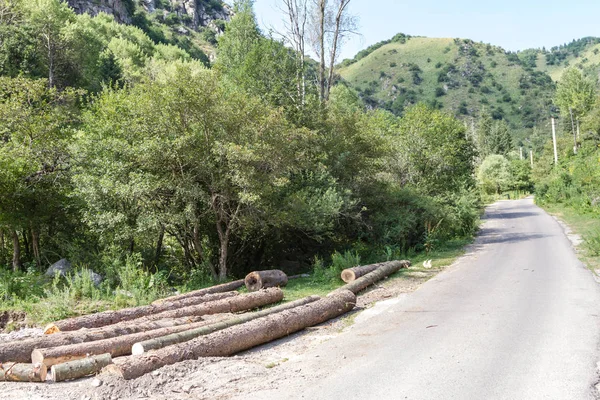 Gezaagd Bomen Buurt Van Weg Bergen Van Kazachstan — Stockfoto