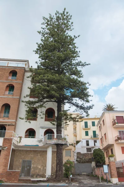 Vedere Jos Pinului Creștere Fața Clădirii Vechi Europene Anzio Italia — Fotografie de stoc gratuită