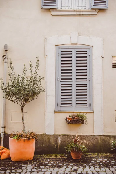 Plantas en la calle — Foto de stock gratis