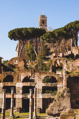 sütunlar ve Roman Forum kalıntıları Roma, İtalya, ağaçlar