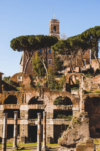 columns and trees at Roman Forum ruins in Rome, Italy