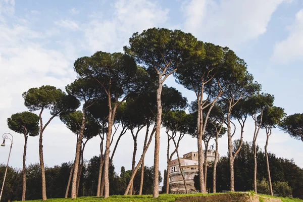 trees