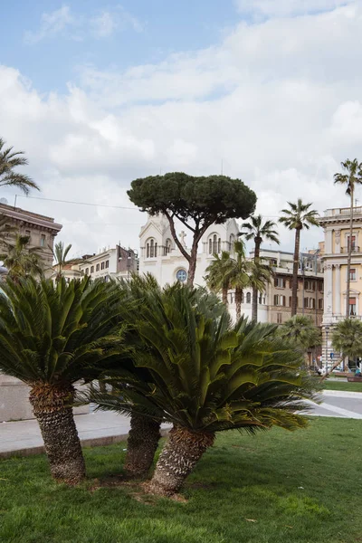 palm trees and white building in Rome, Italy