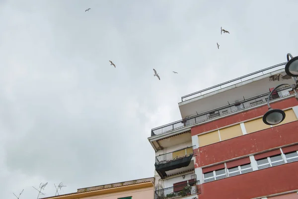 Birds — Stock Photo