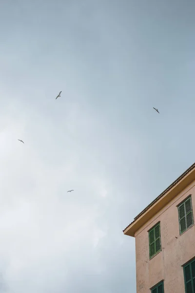 Gaviotas - foto de stock