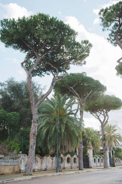 Alberi di pino — Foto stock