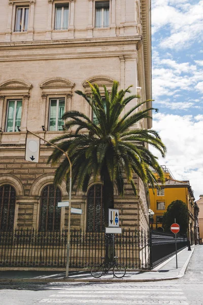 Palma — Foto stock