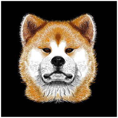 Akita Inu köpek portresi