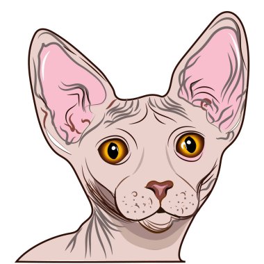 Sphynx kedisi. Ağız dolusu kedi sfenksi. Beyaz arkaplanda vektör çizimi izole edildi. Duvar etiketleri